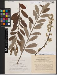 Foto von Salix cinerea L. x Salix nigricans Sm.